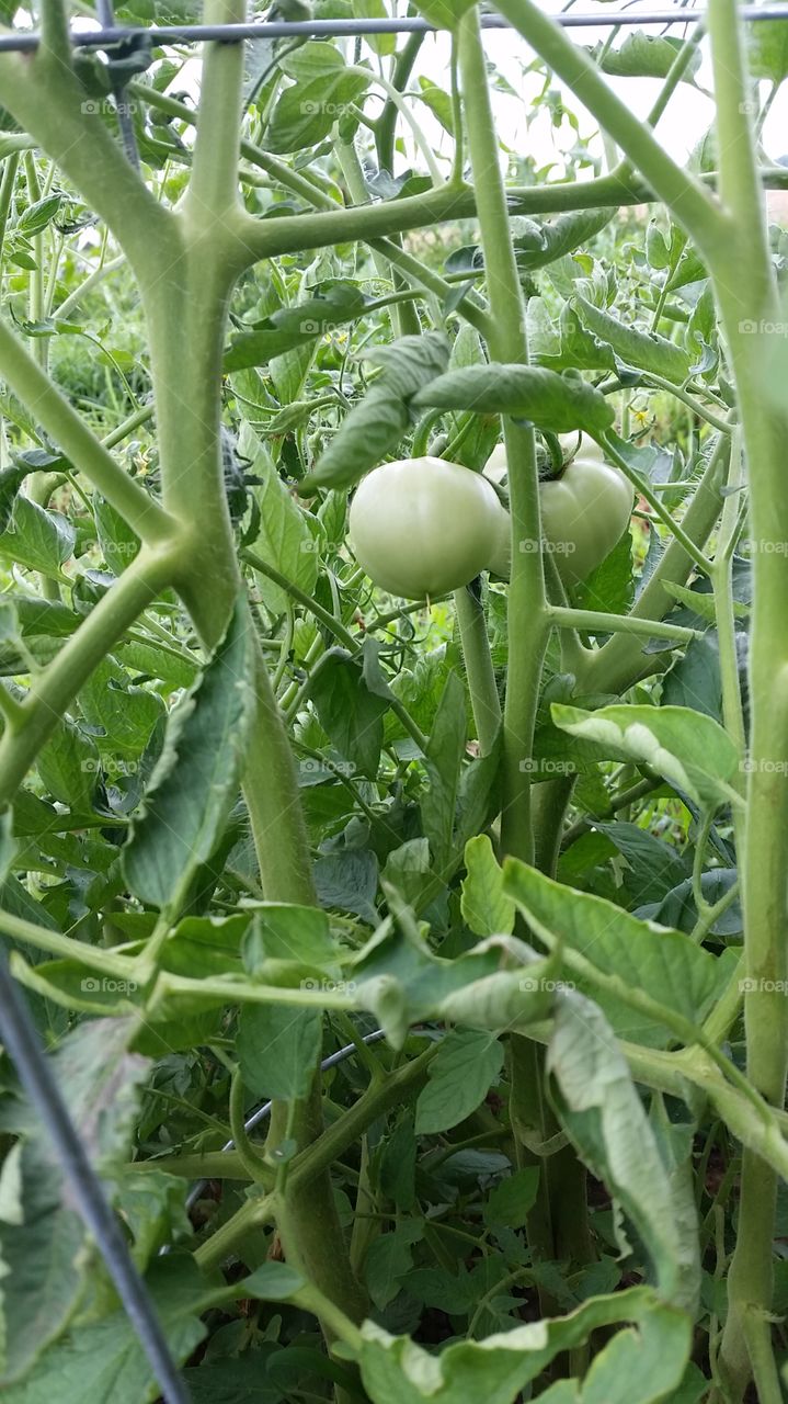 my garden. tomato