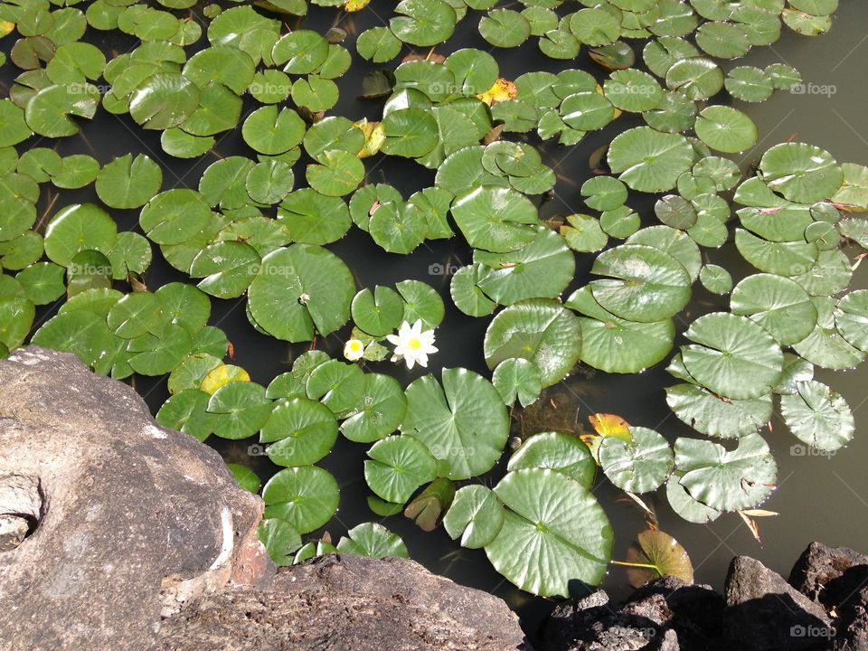 Lily pads