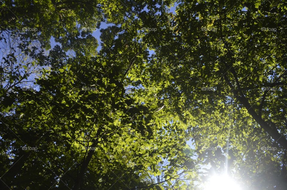 Sunlight filtering through the leaves