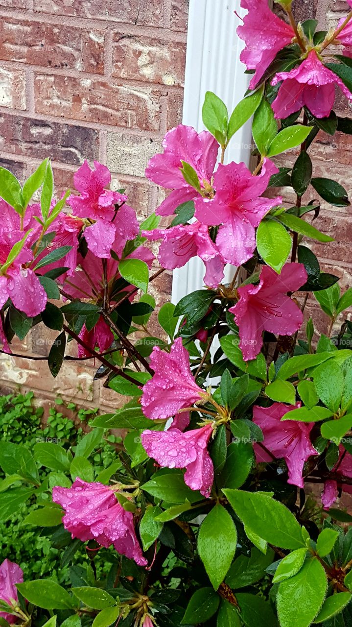 Beautiful blossoming Azalea Flowers covered in rain droplets.