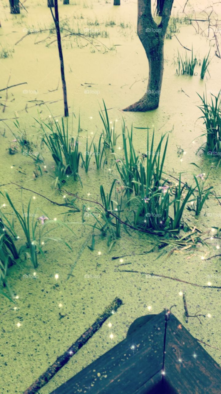 Flora growing out of algae swamp land