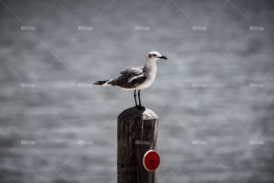 Seagull