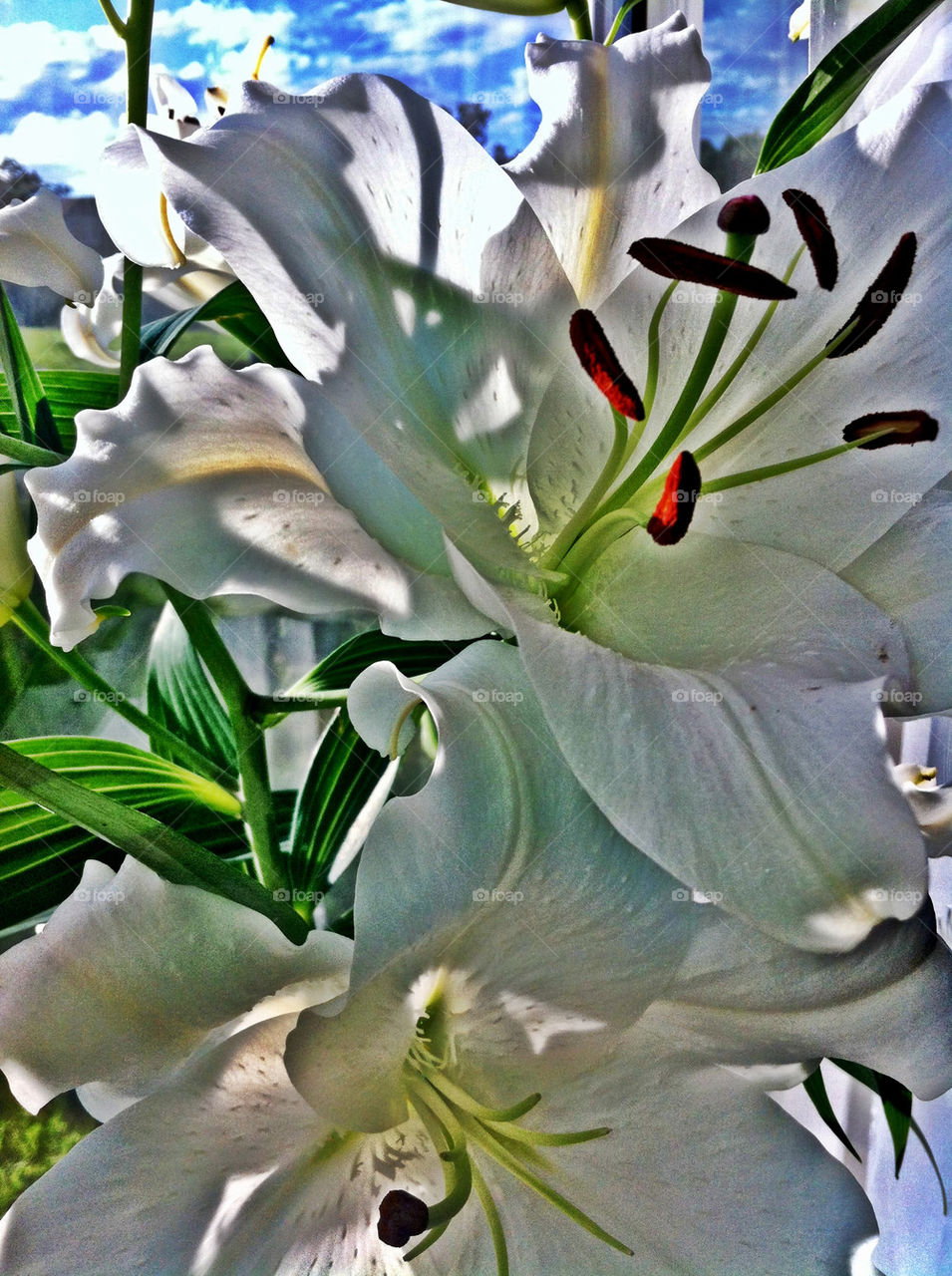 White Lillies