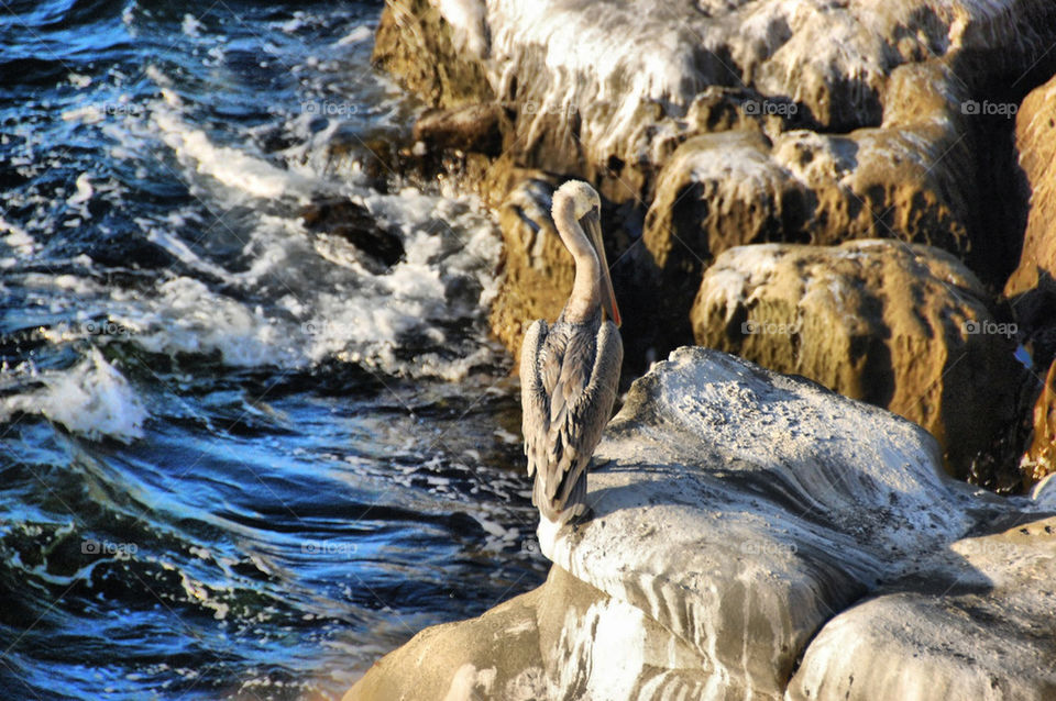 ocean california la pelican by da123nce