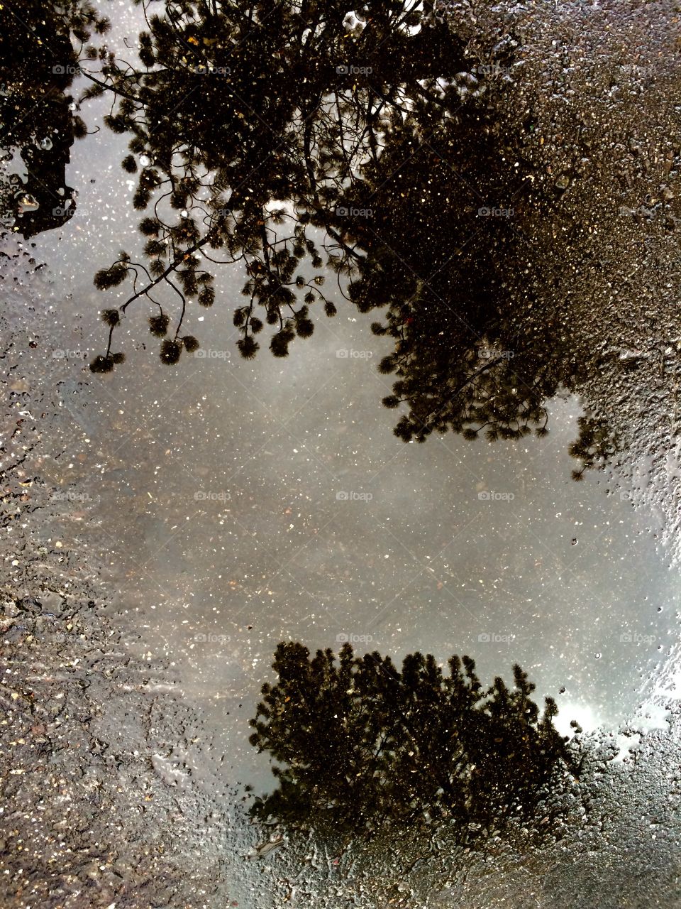 Water reflecting the top of the trees