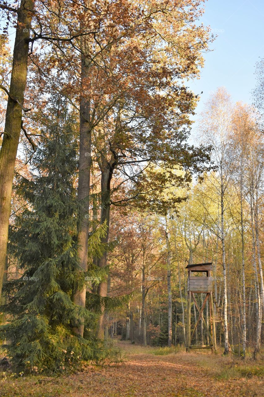 Hunting pulpit in the autumn forest