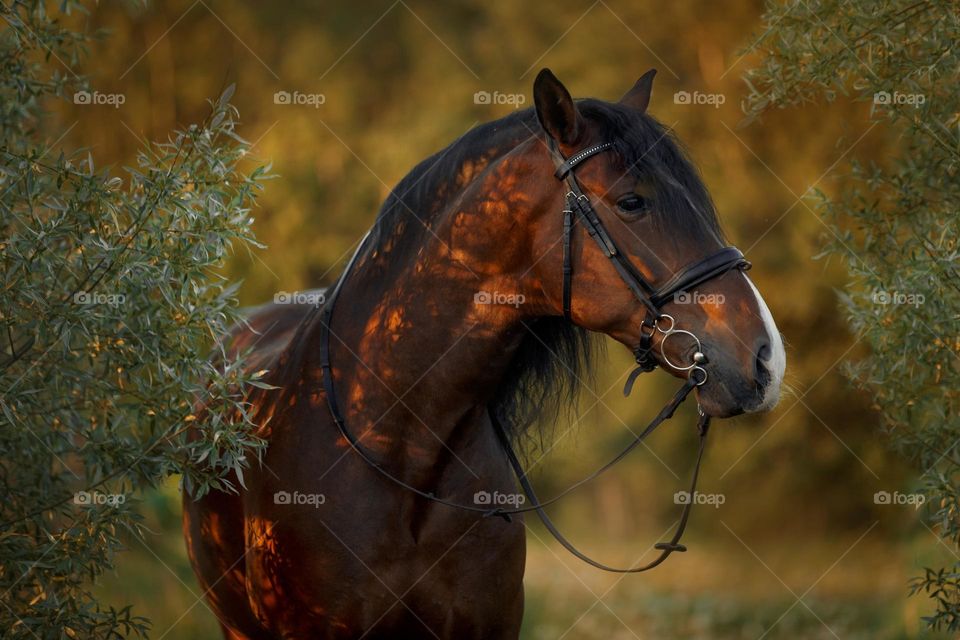 Beautiful Spanish PRE stallion