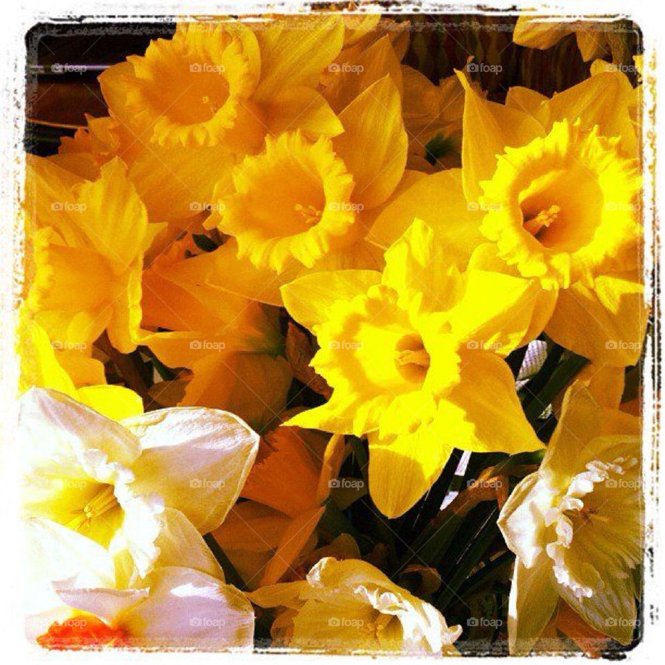 Spring daffodil frenzy