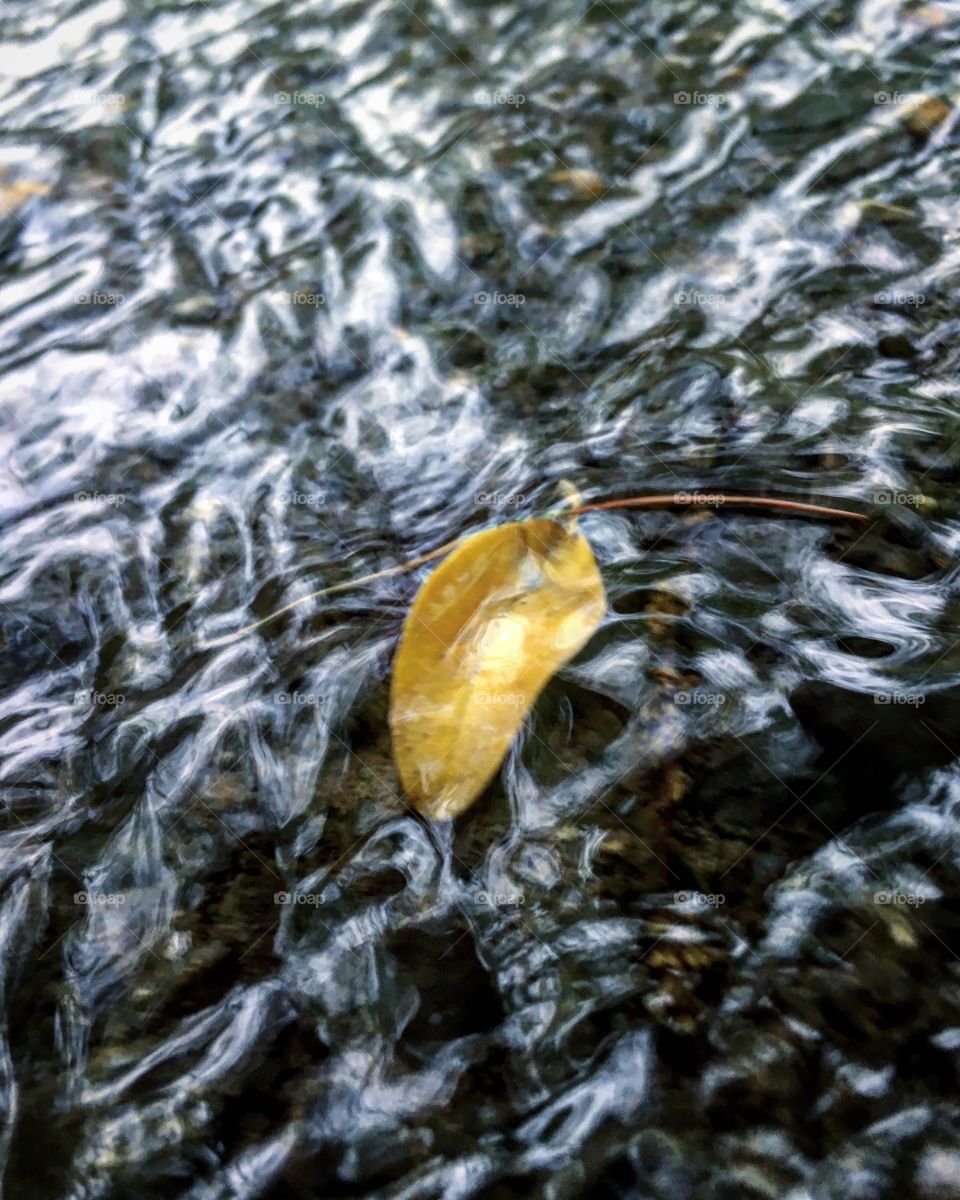 A leaf in water