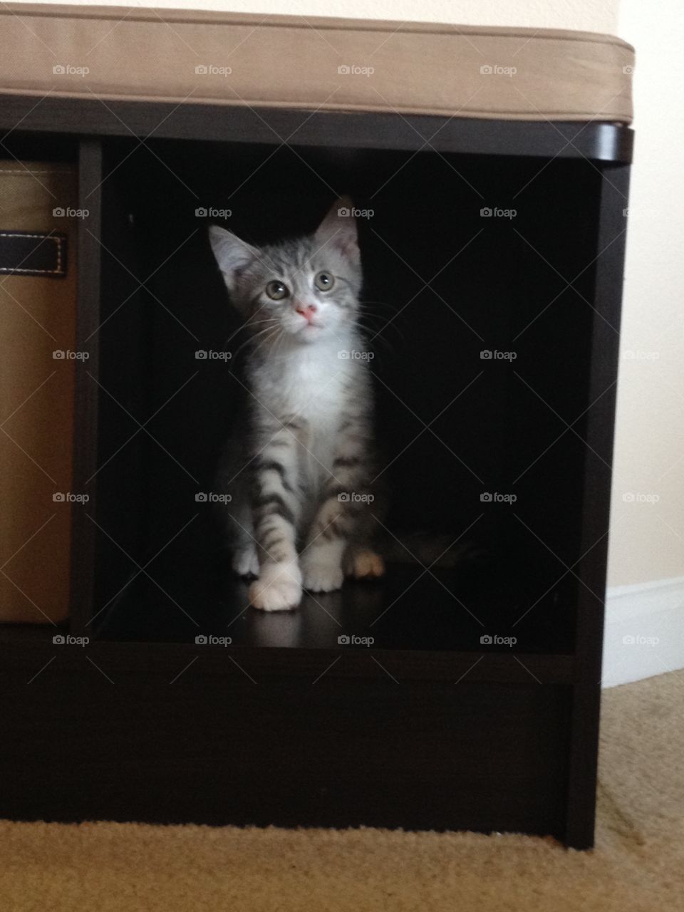 Kitten finds a new hiding spot