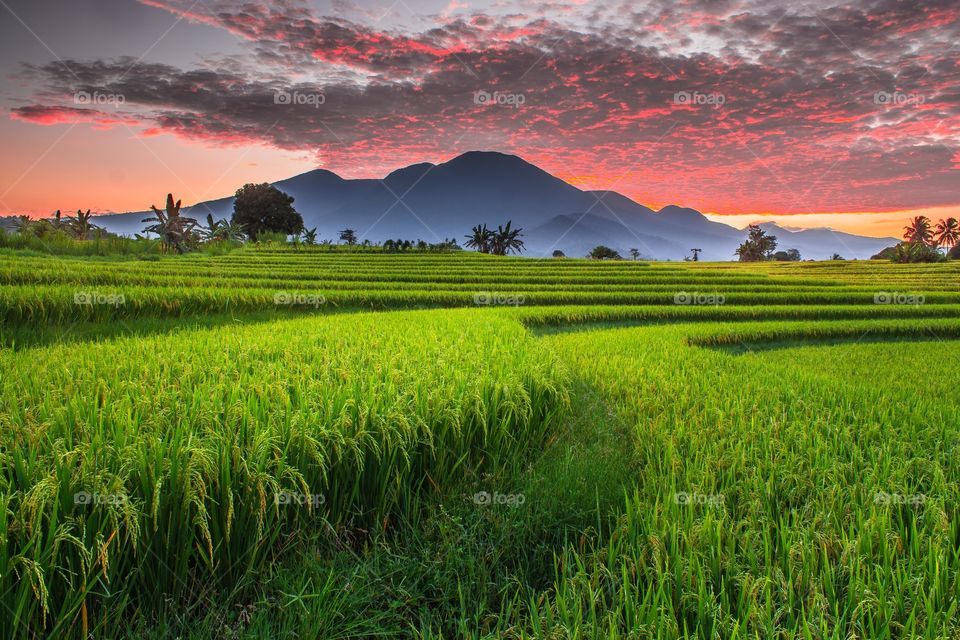 Beauty of Rice Fields in The morning with a burning sky