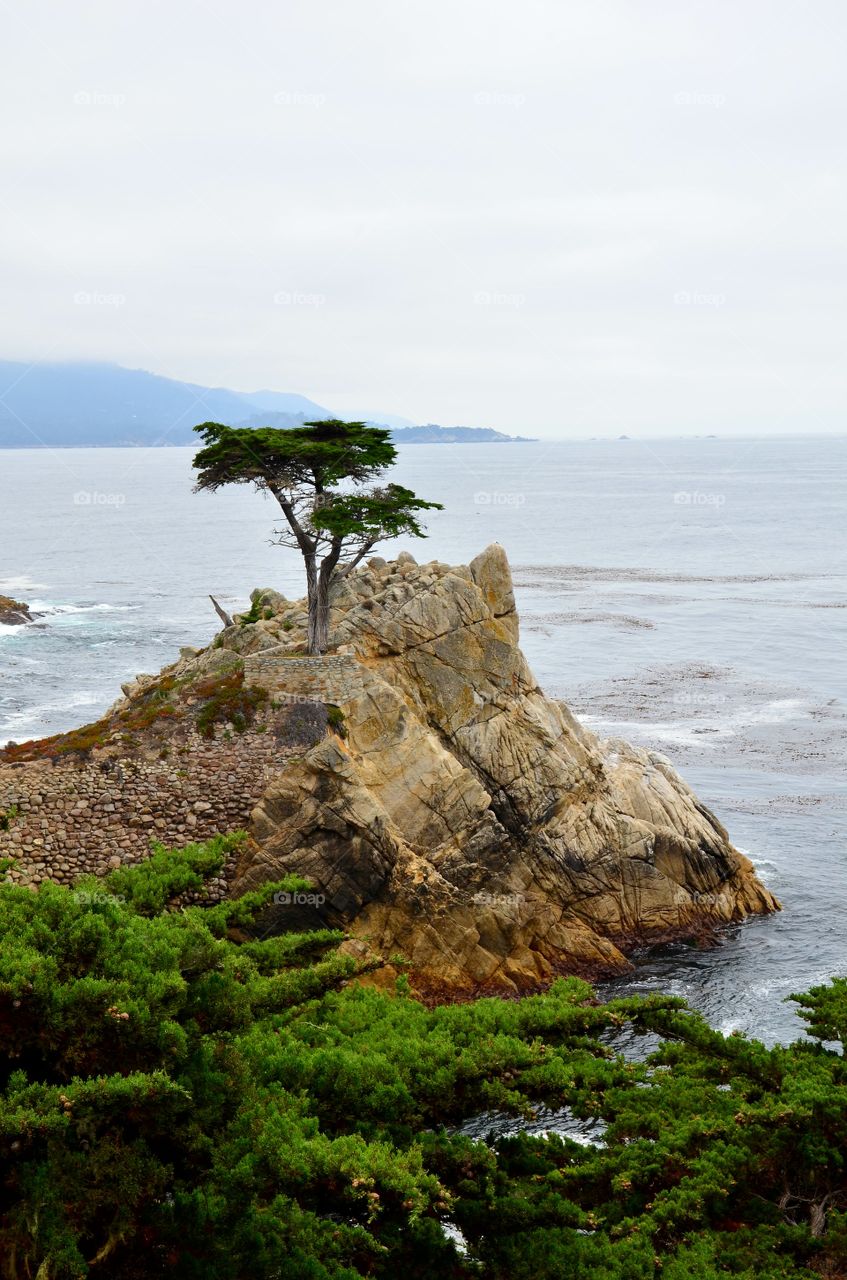 Lone Cypress