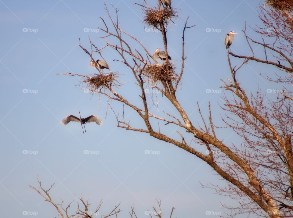 great blue heron flying back to his colony