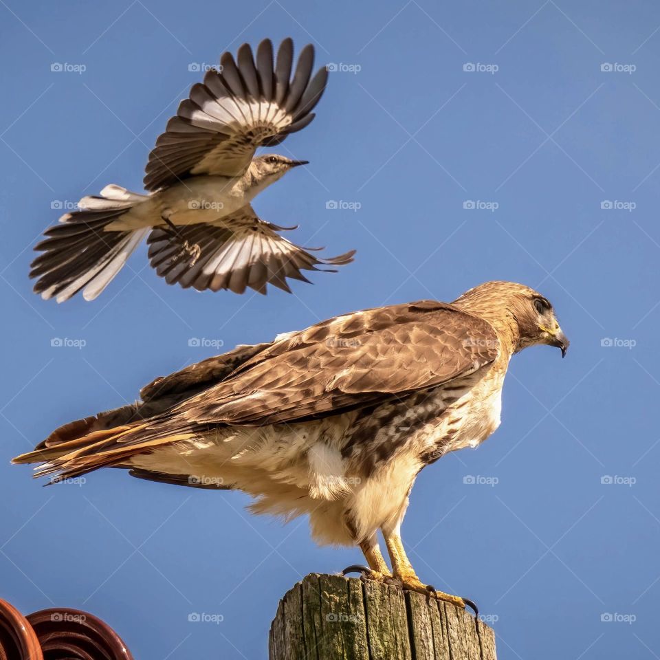 A territorial northern mockingbird harasses a red-tailed hawk. 