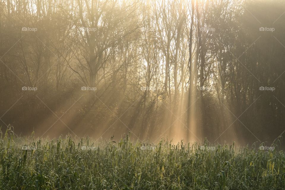 Sun rays coming trough the trees in the park on a beautiful morning