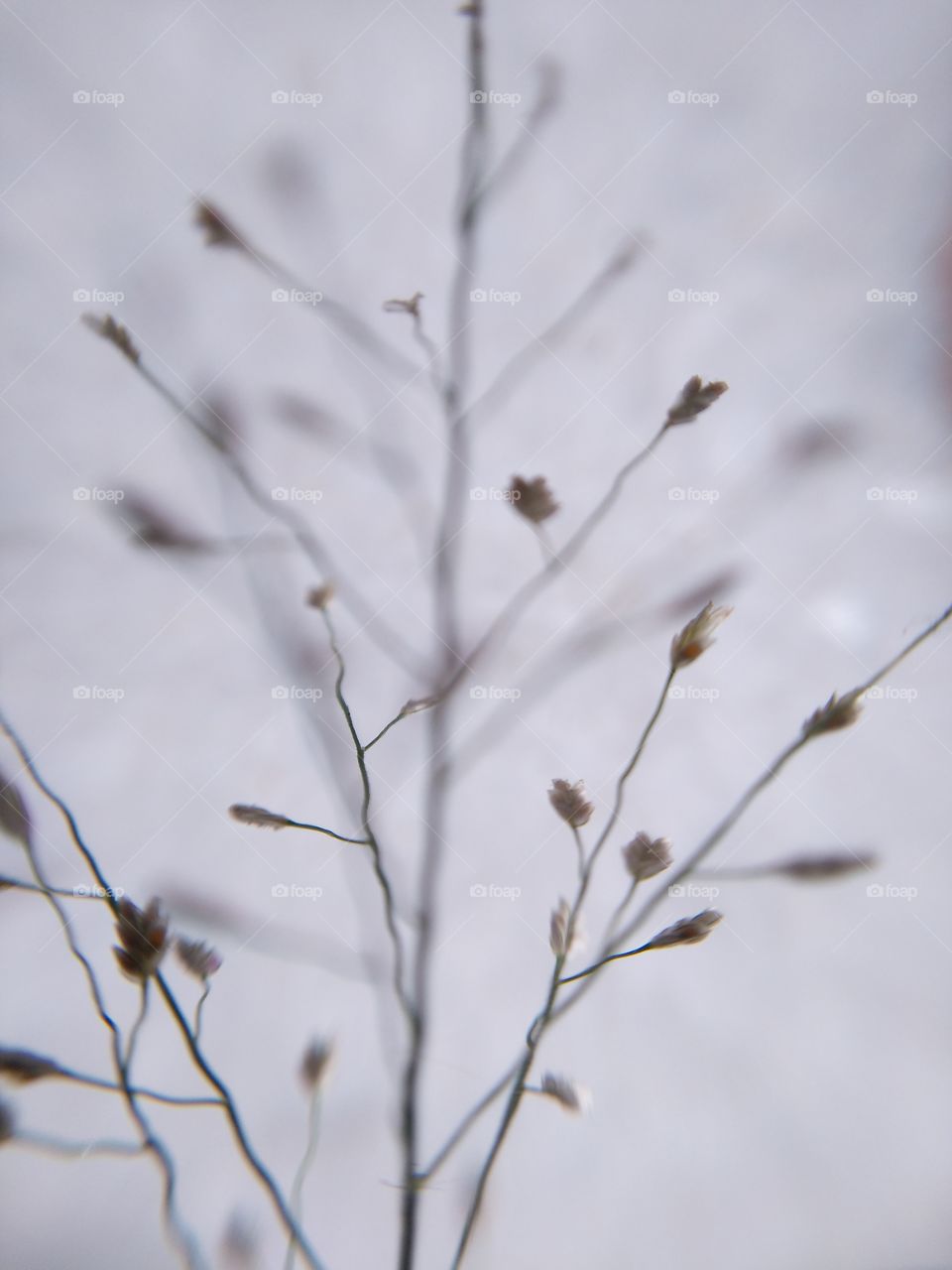 Close-up of dry grass