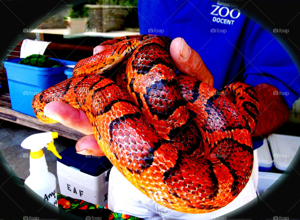 Coiled Corn Snake. This beautiful corn snake was part of an educational booth at the Kansas City Zoo, Kansas City.