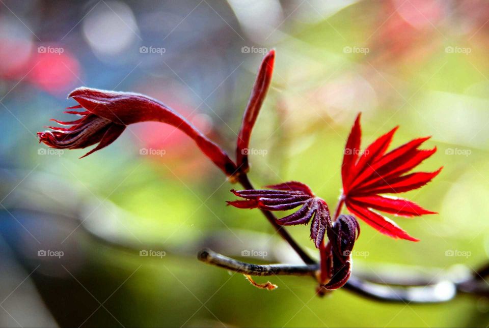 leaves released as fans.  red maple.