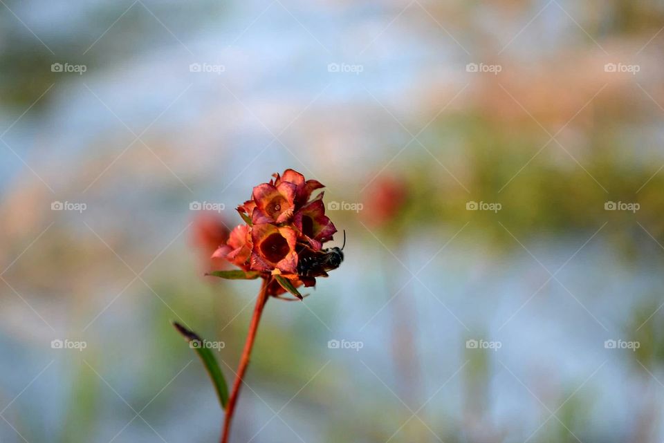 Sweat bee pollinating on flower