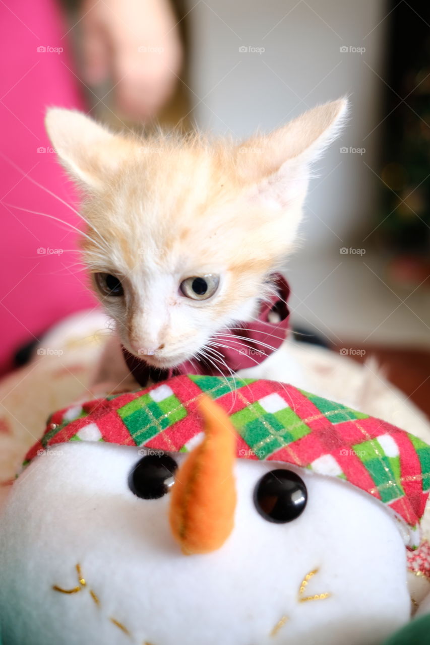 Portrait of Little yellow cat at Christmas time playing with snowman