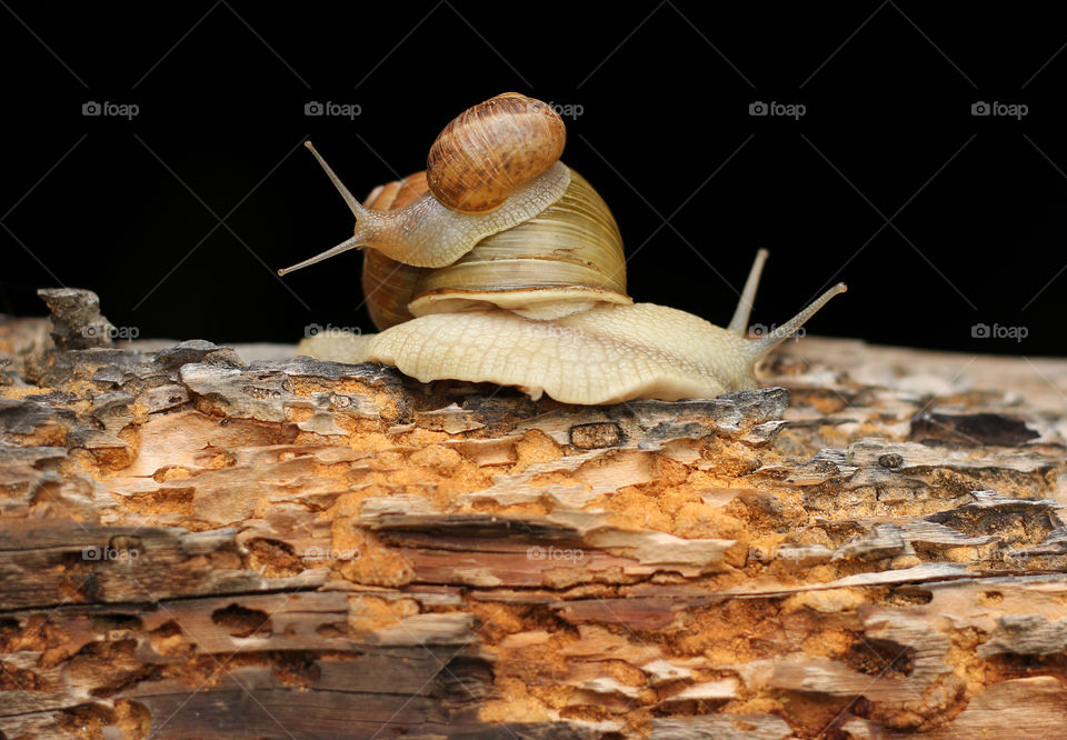 Snails love, family snails on the old wood, close up