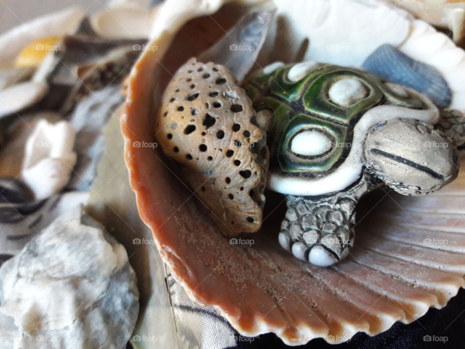 Fake turtel on clam seashell