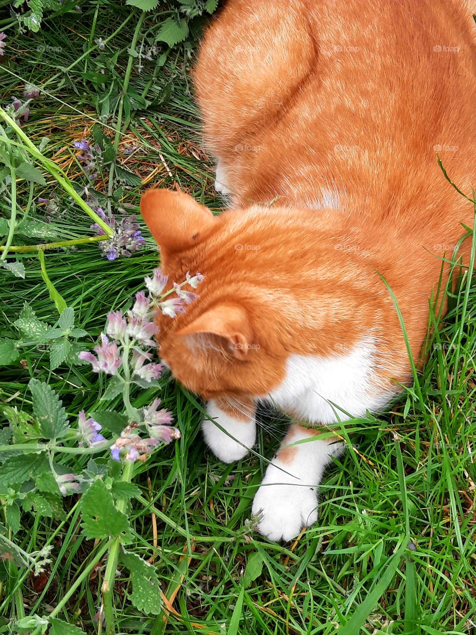 ginger cat  fascinated with catnip