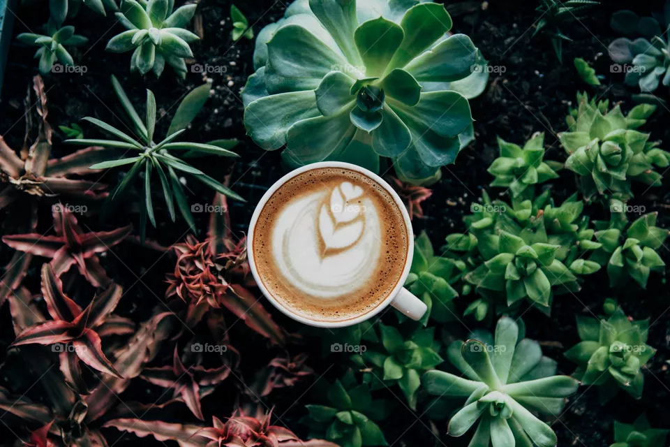Café en plantas