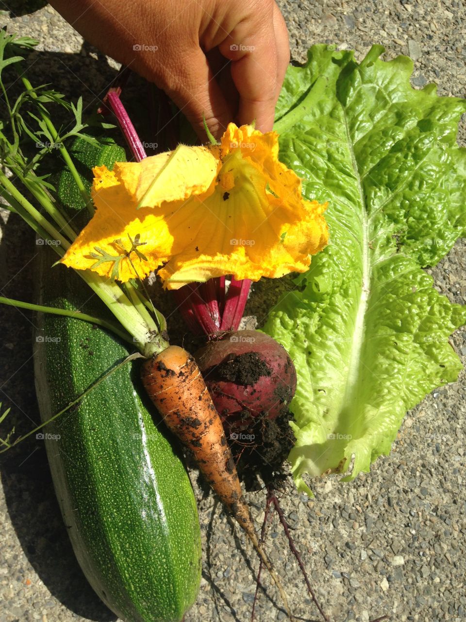 Fresh veggies from the garden