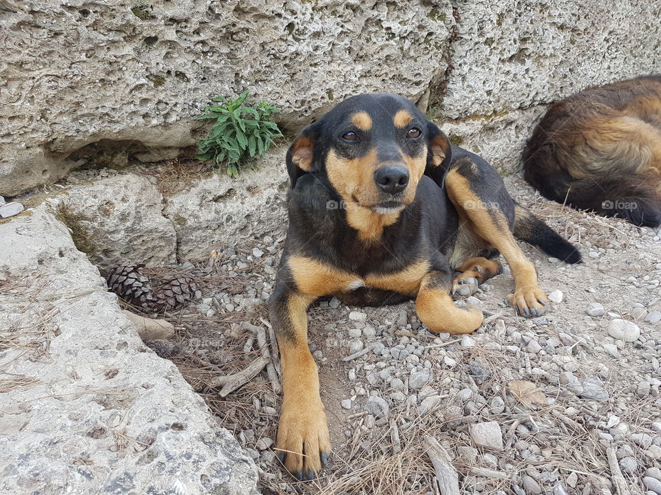 brown and black colored wild stray dog resting on side of street with stone wall looking at camera
