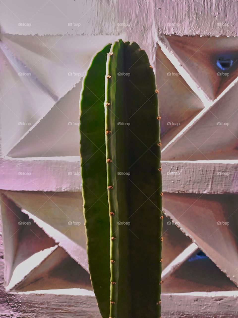 Cereus cactus on white textured wall background.