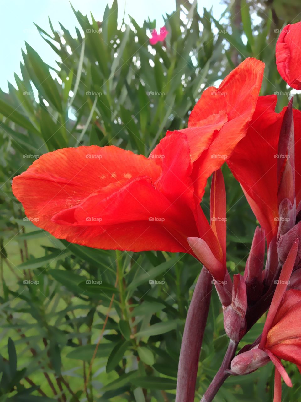 Red Canna Lily 