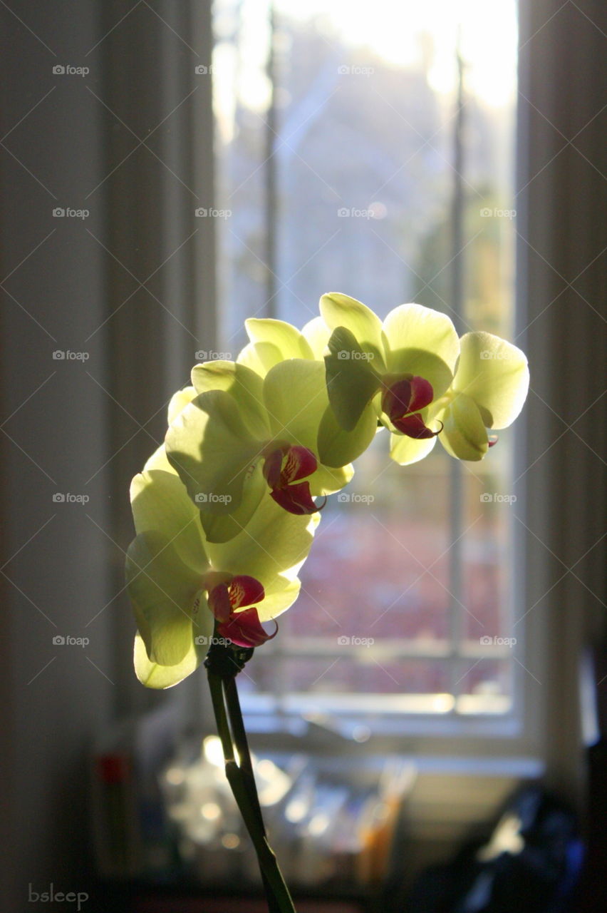 Yellow OrchidIn Sunlight