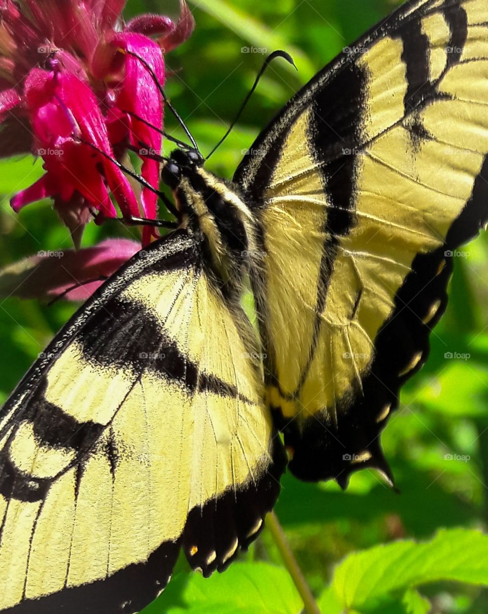 Yellow Shallowtail Butterfly, stopping for a drink of Beebalm nectar.