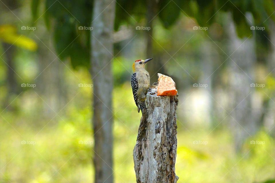 Woodpecker eating in the spring