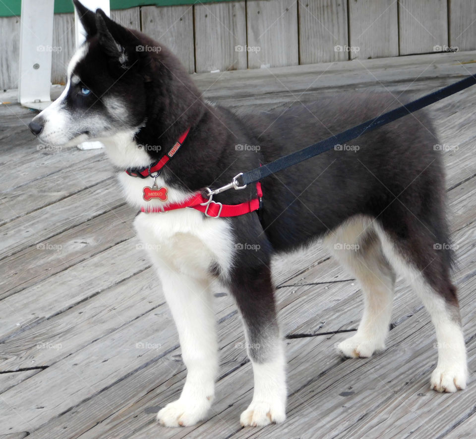 Close-up of husky dog