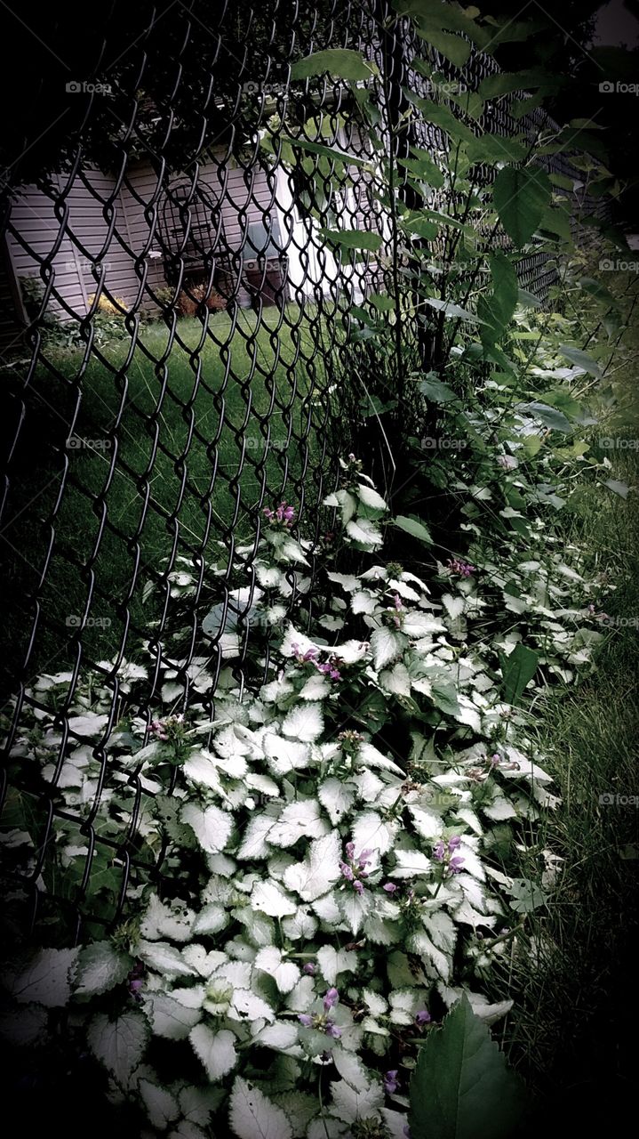 take over the fence . flowers the bribers need to get rid of...