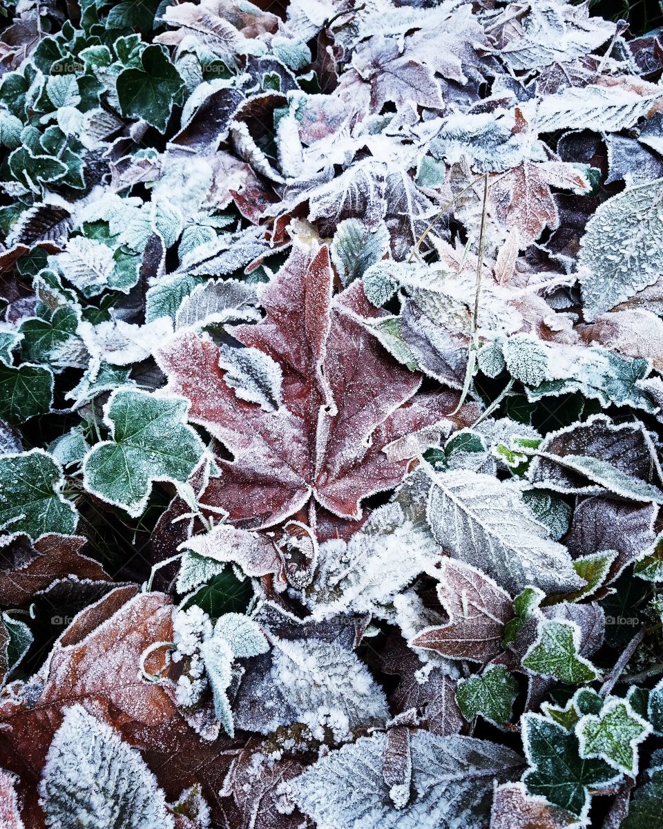 winter frost