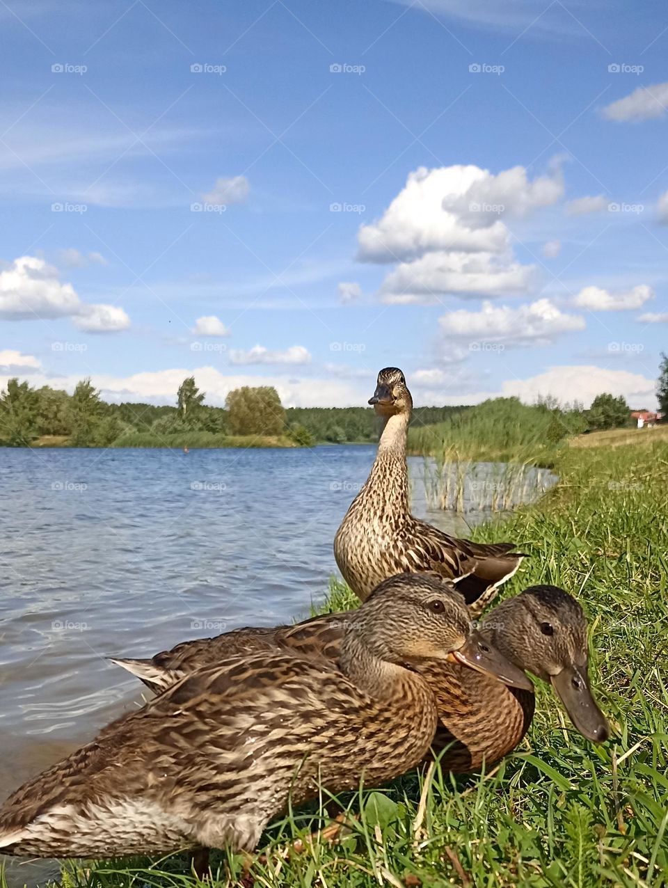 urban animal birds ducks on a city lake