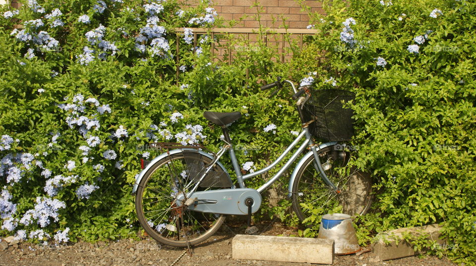 bicycle in the Bush