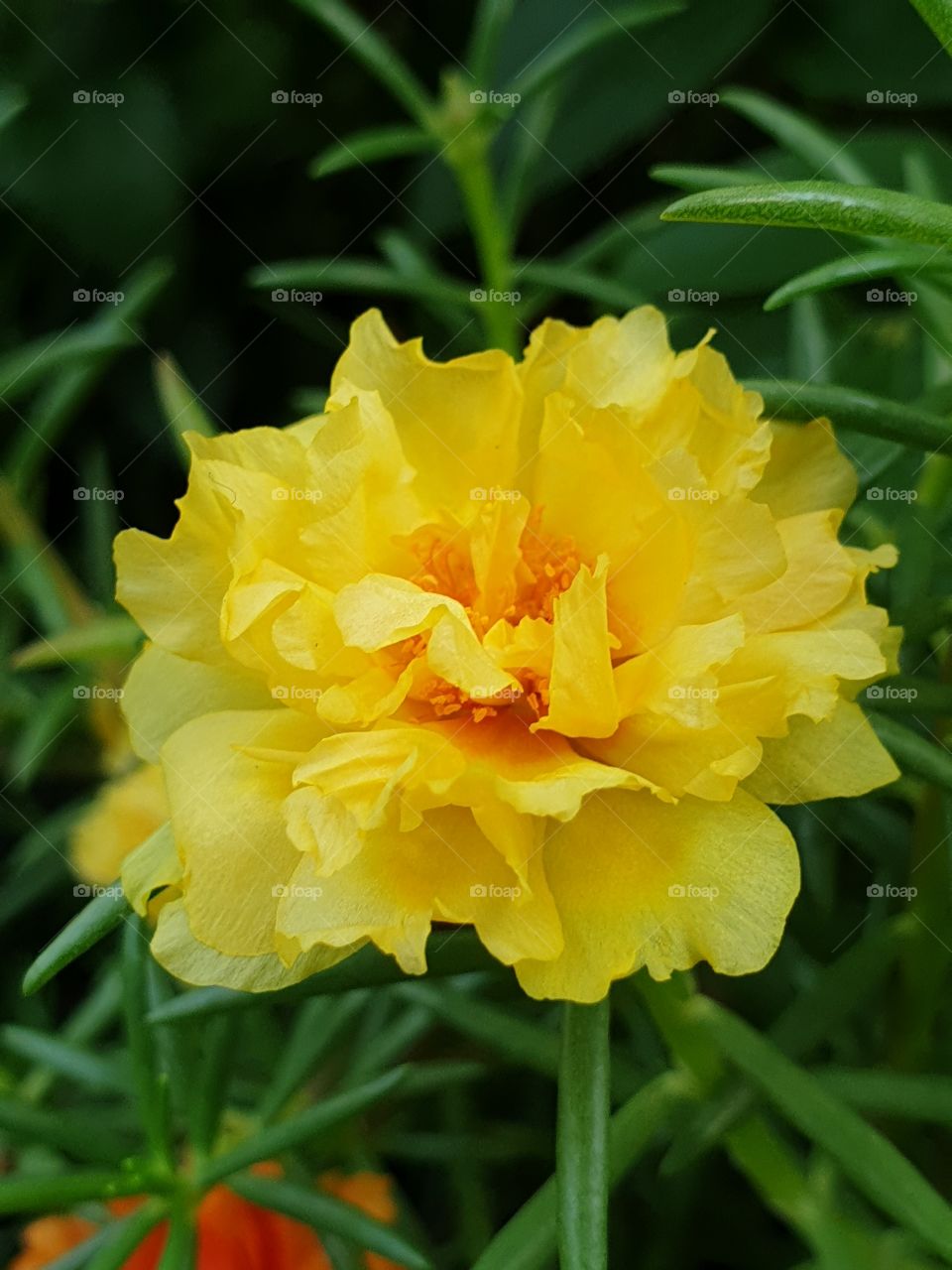 the portulaca grandiflora