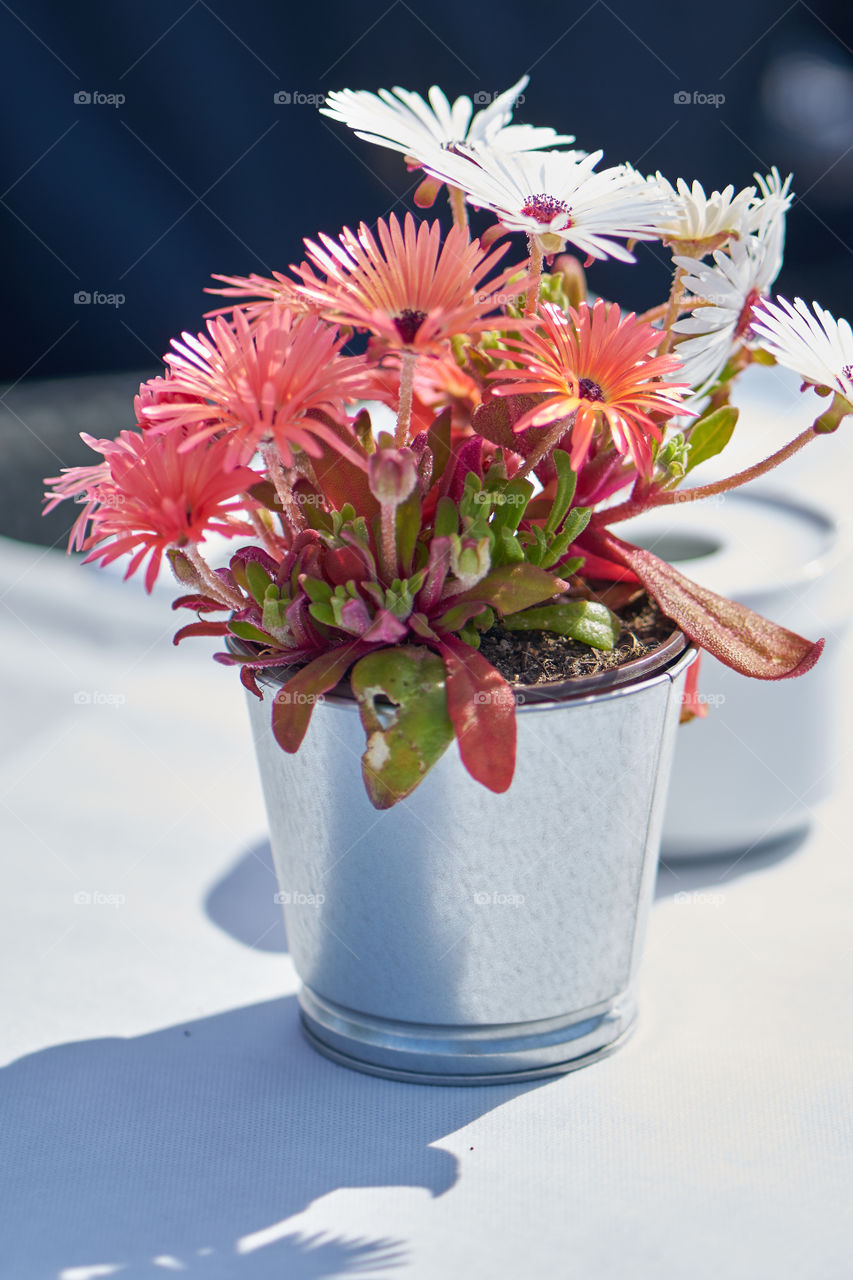 Pink plant in a silver pot