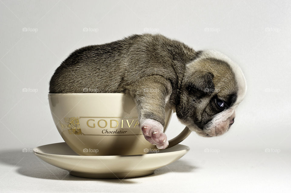 Godiva Puppy. Puppy in a Cup