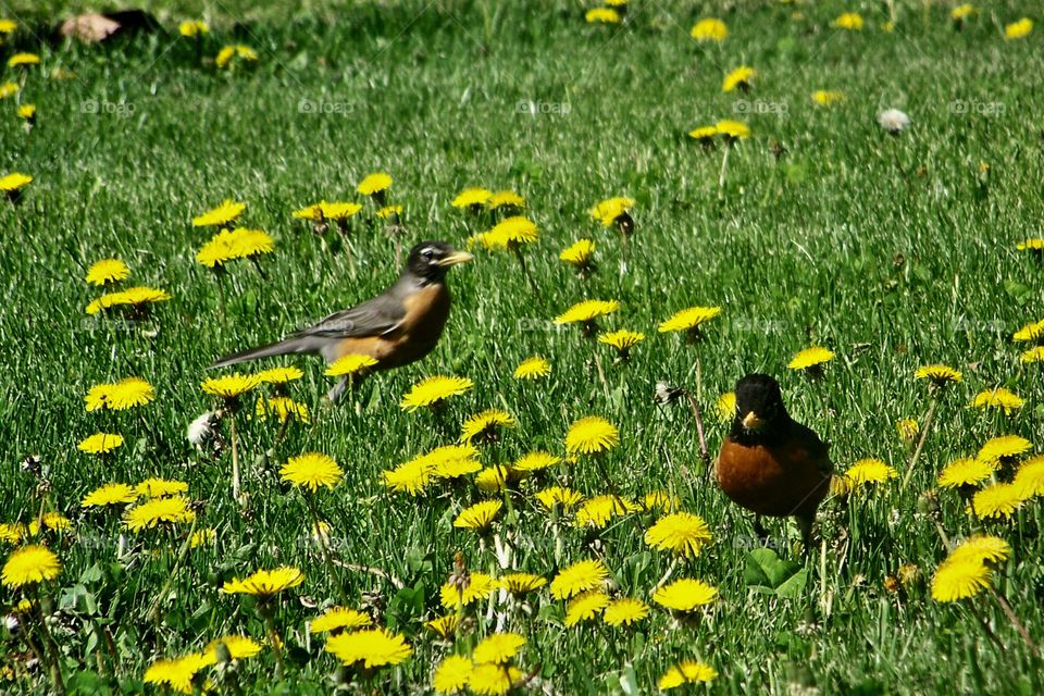 Robins in dandelion patch