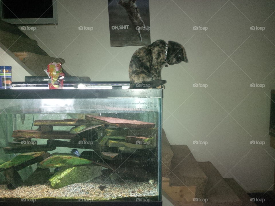 Kitten sitting on fishy tank watching fishies