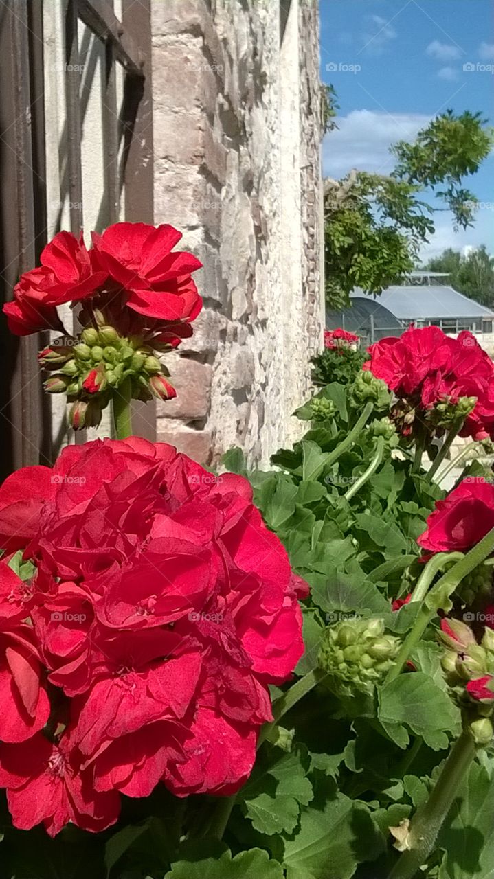 red geraniums