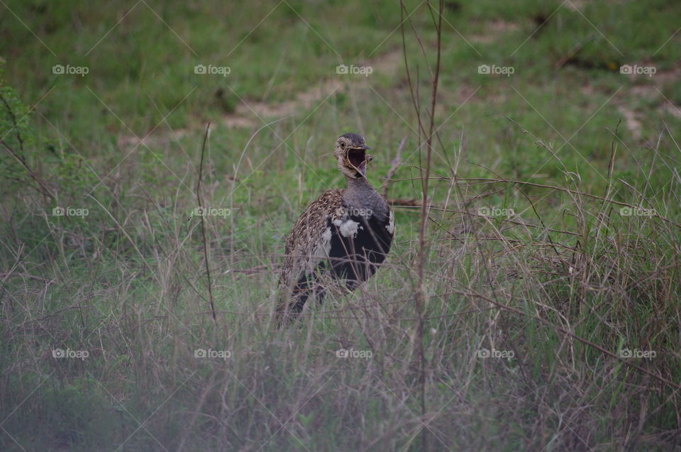 South African bird