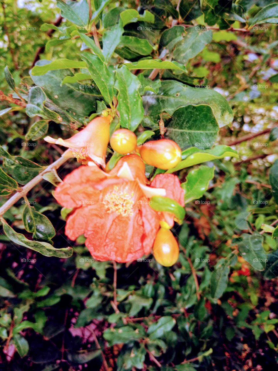 pomegranate bud flower and fruit