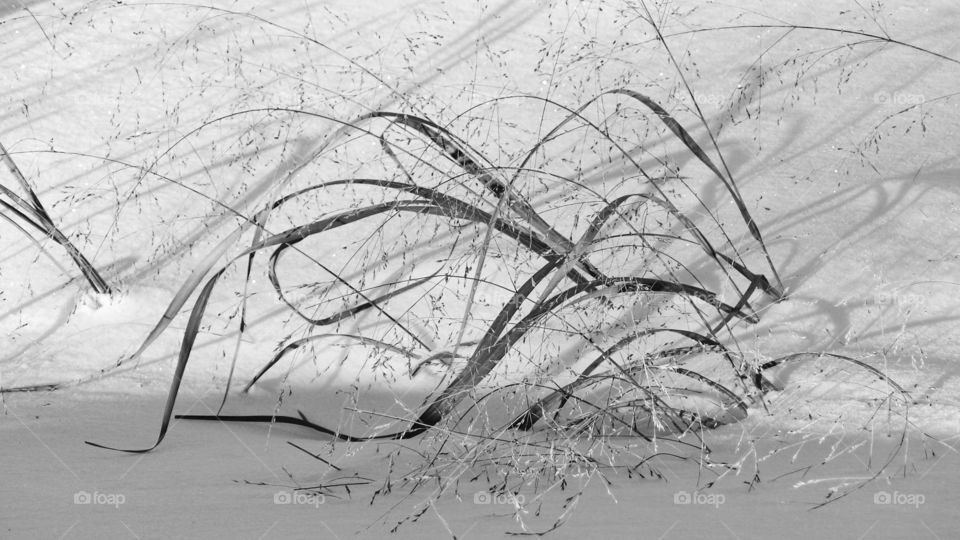 Tall Grass in Snow