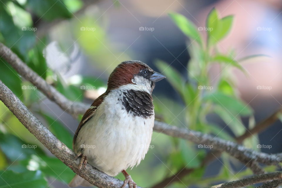 Bird on a limb